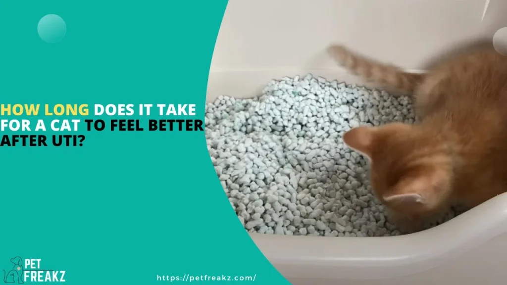 How Long Does it Take for a Cat to Feel Better After UTI?