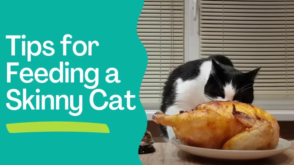 Tips for Feeding a Skinny Cat