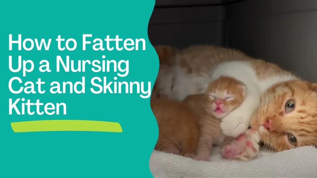 How to Fatten Up a  Nursing Cat and Skinny Kitten