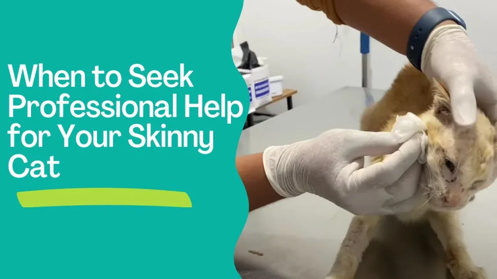 eek Professional Help for Your Skinny Cat