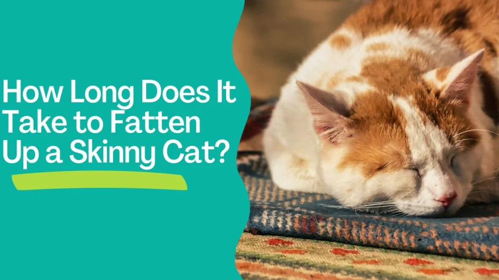 How Long Does It Take to Fatten Up a Skinny Cat?