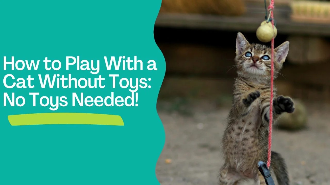 How to Play With a Cat Without Toys: No Toys Needed!