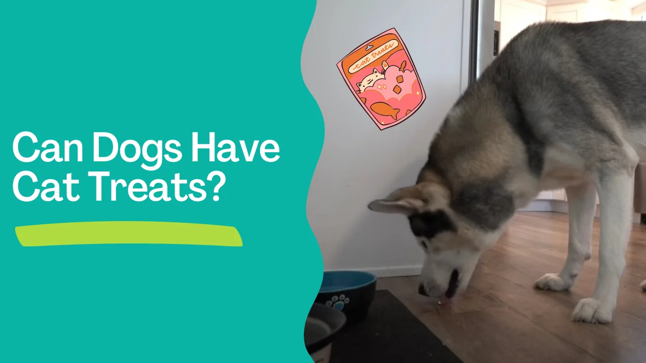 can dogs have cat treats