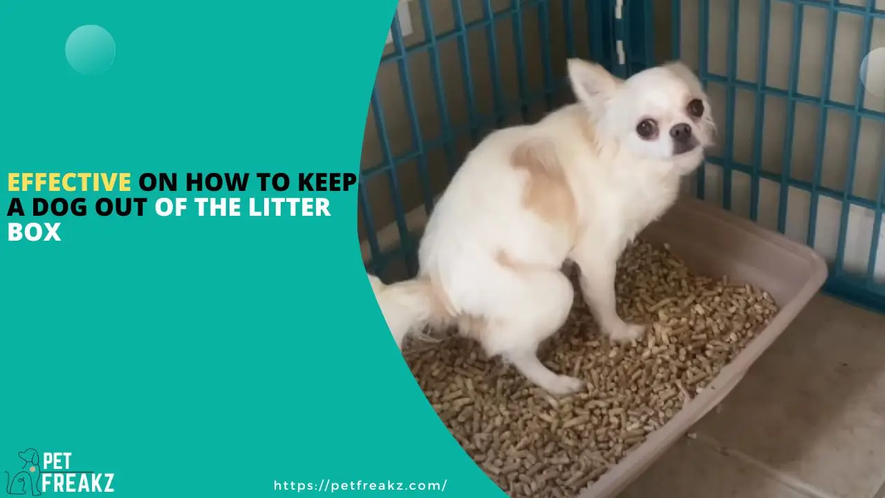 How to Keep a Dog Out of the Litter Box