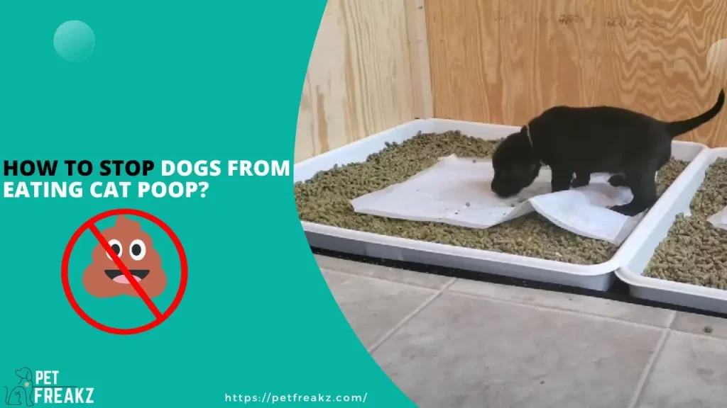 How to Stop Dogs from Eating Cat Poop?