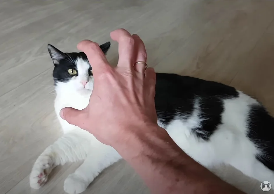 How to Play with Your Cat with Your Hands