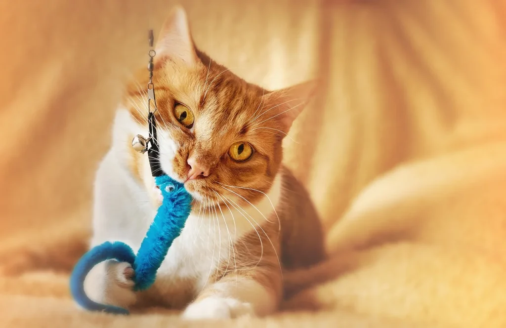 Do Cats Need Toys to Play With?
