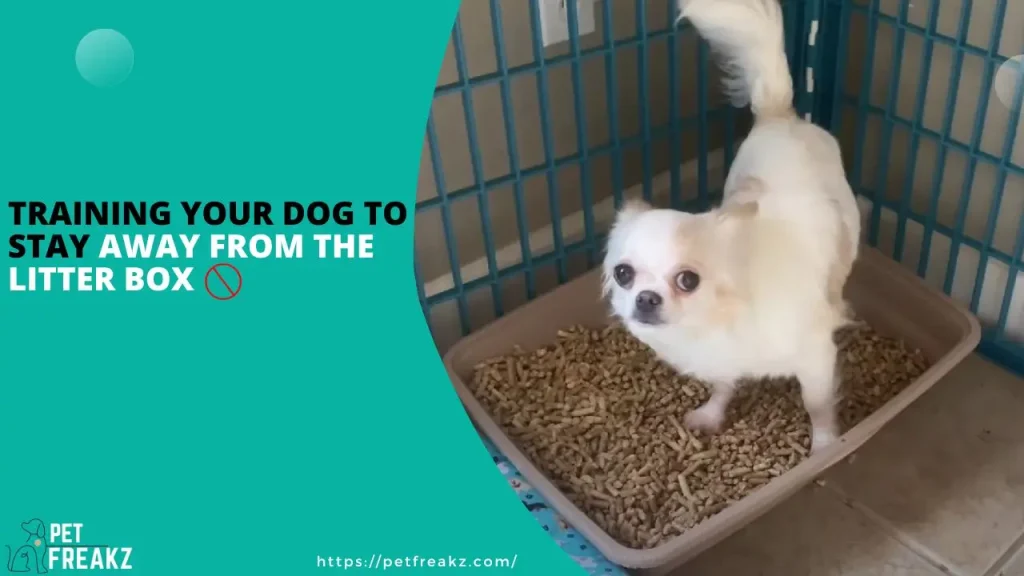 Training Your Dog to Stay Away From the Litter Box