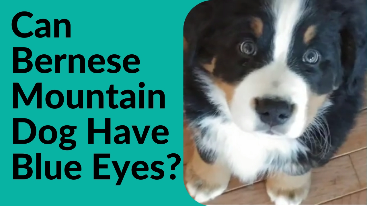 Can Bernese Mountain Dog Have Blue Eyes