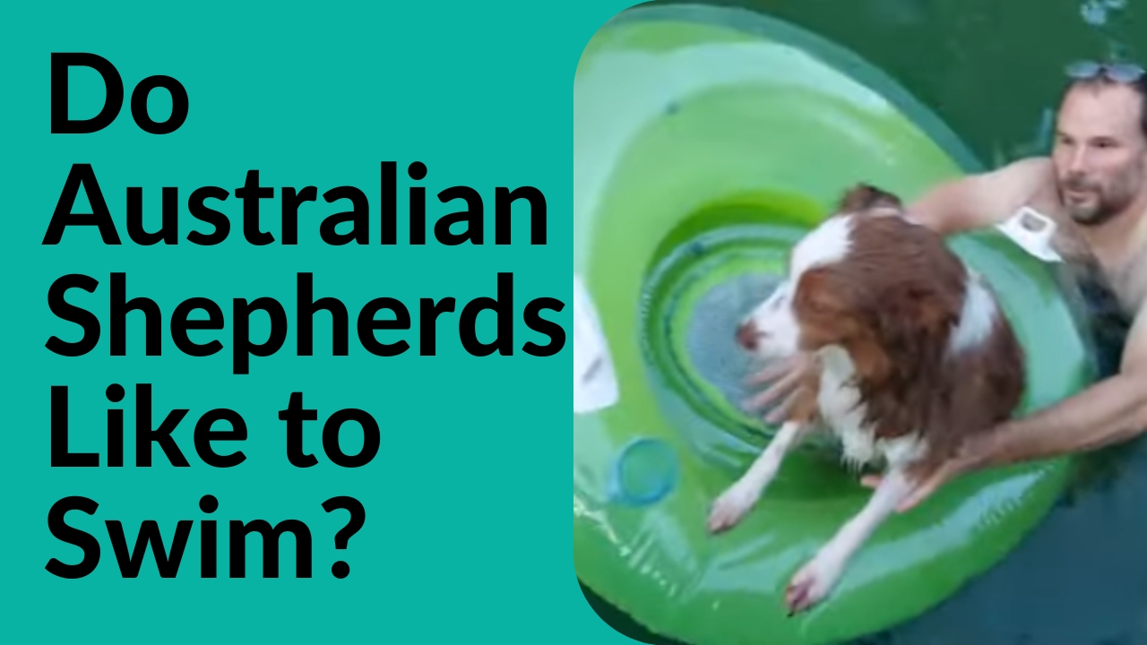 Do Australian Shepherds Like to Swim