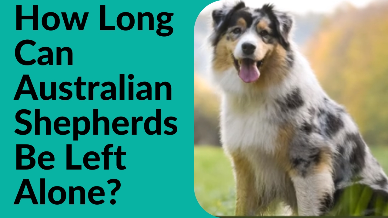 How Long Can Australian Shepherds Be Left Alone