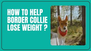 How To Help Border Collie Lose Weight