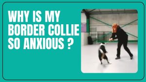 Why Is My Border Collie So Anxious