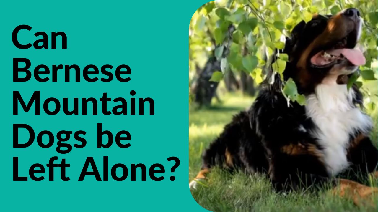can bernese mountain dogs be left alone