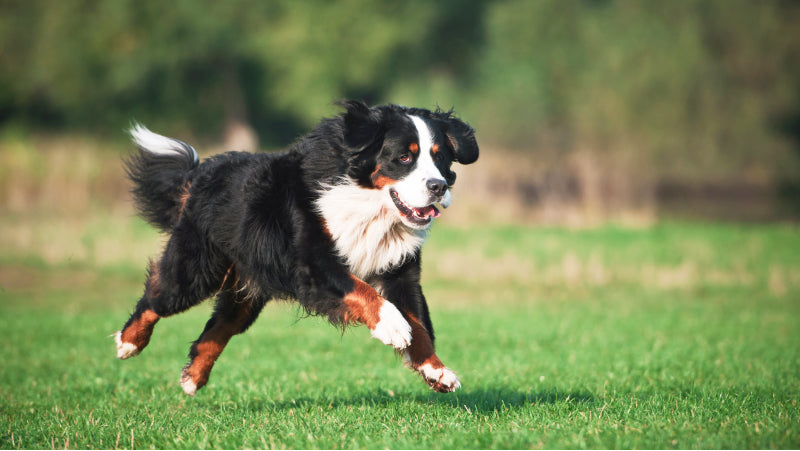 Can Bernese Mountain Dogs Run With You