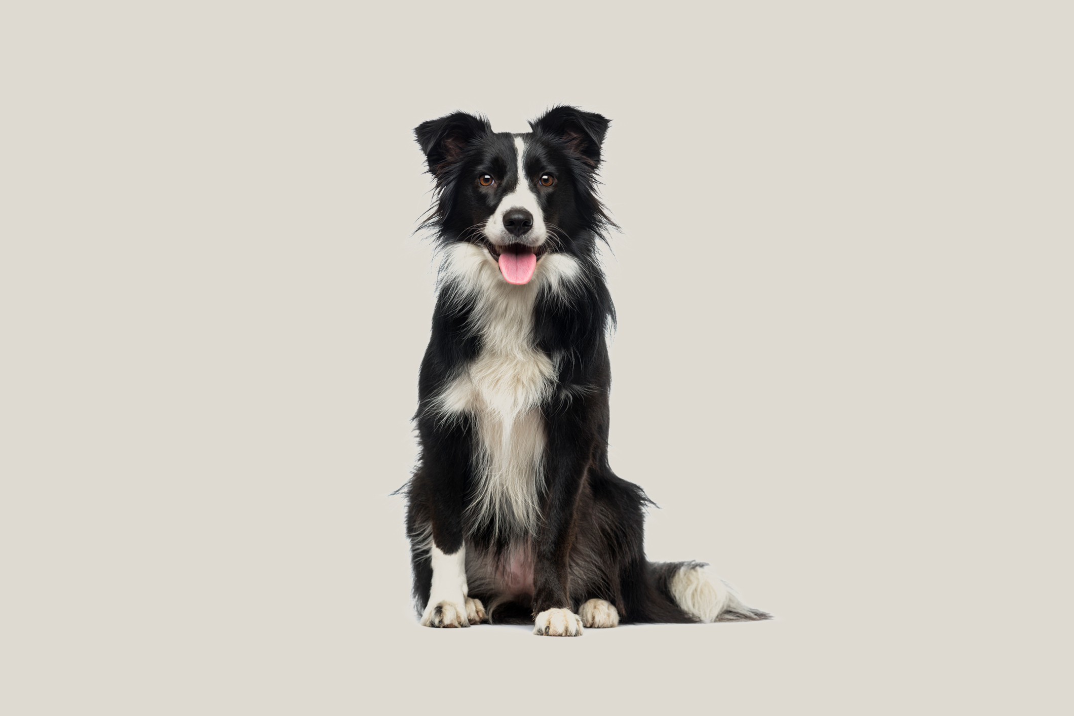 Can Border Collies Tolerate Cold Weather