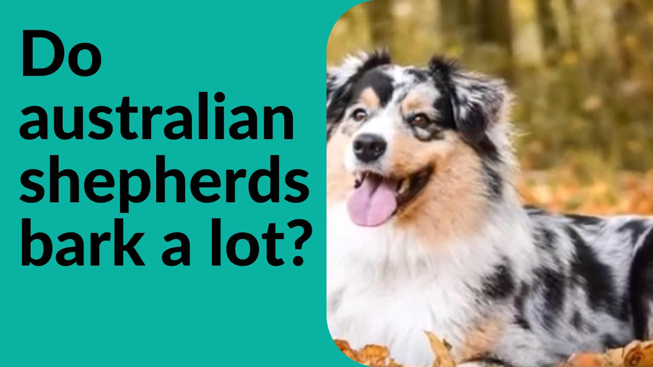 do australian shepherds bark a lot