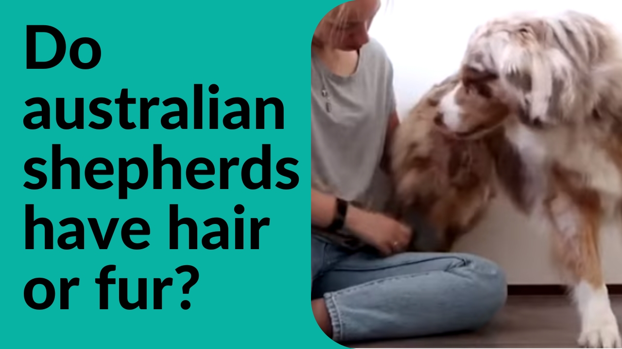 do australian shepherds have hair or fur