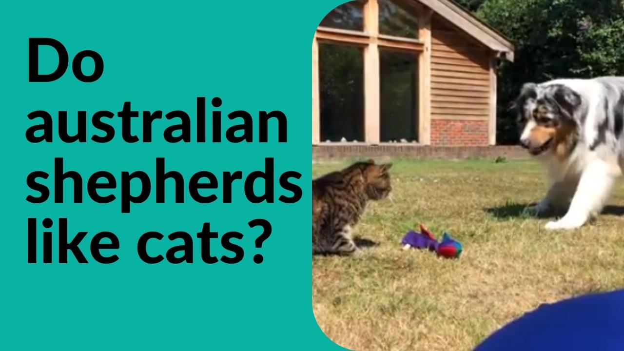 do australian shepherds like cats