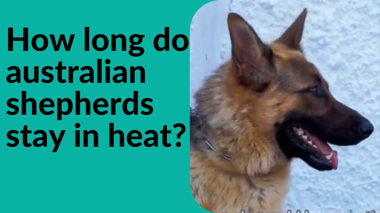 how long do australian shepherds stay in heat