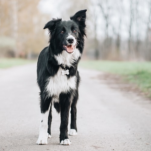 How Much Exercise Does a Border Collie Need