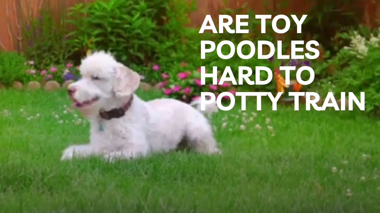 are toy poodles hard to potty train