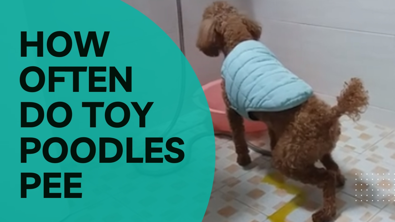 how often do toy poodles pee