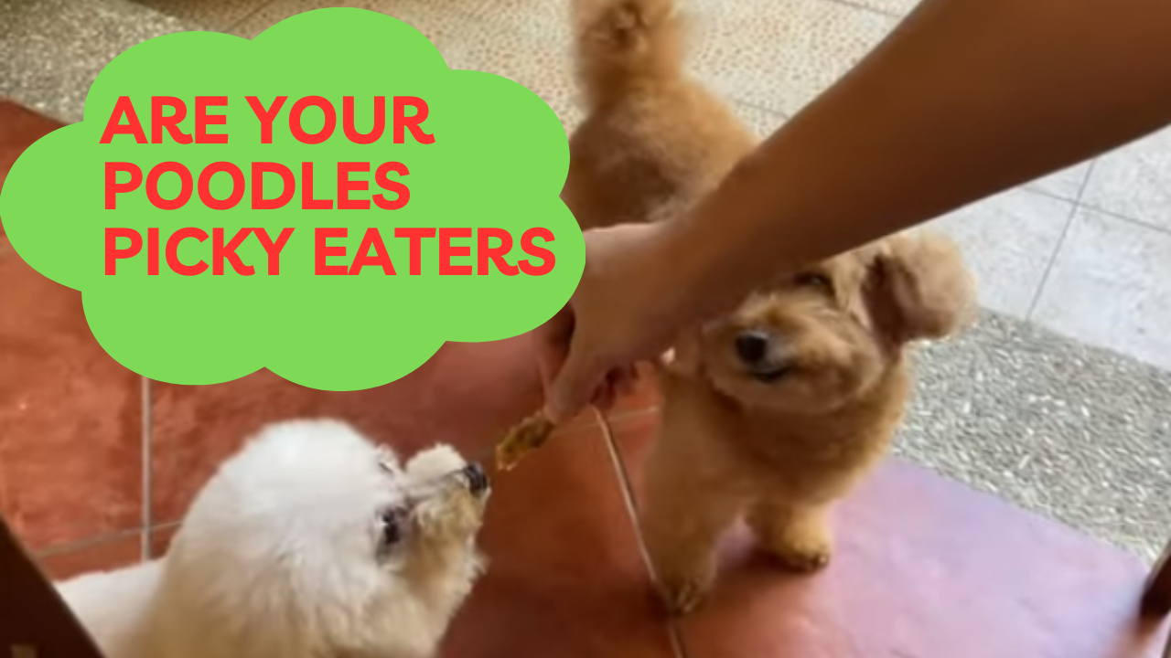 Are Your Poodles Picky Eaters
