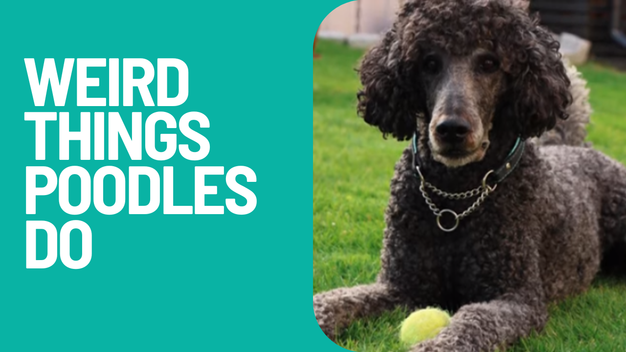 weird things poodles do