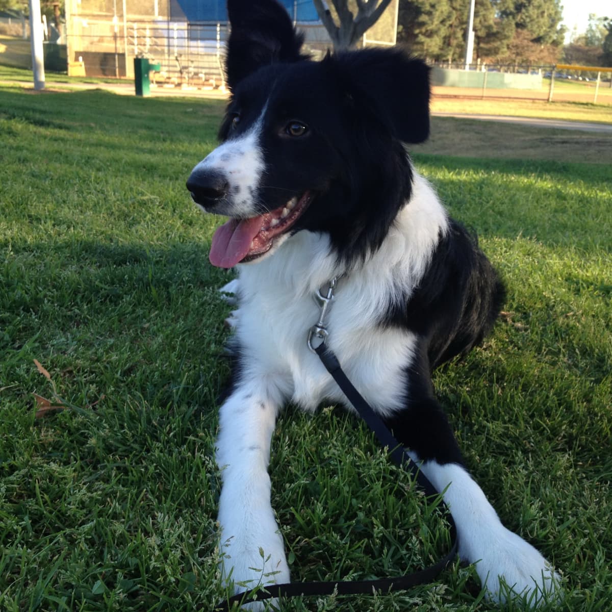 What to Do With Border Collie While at Work