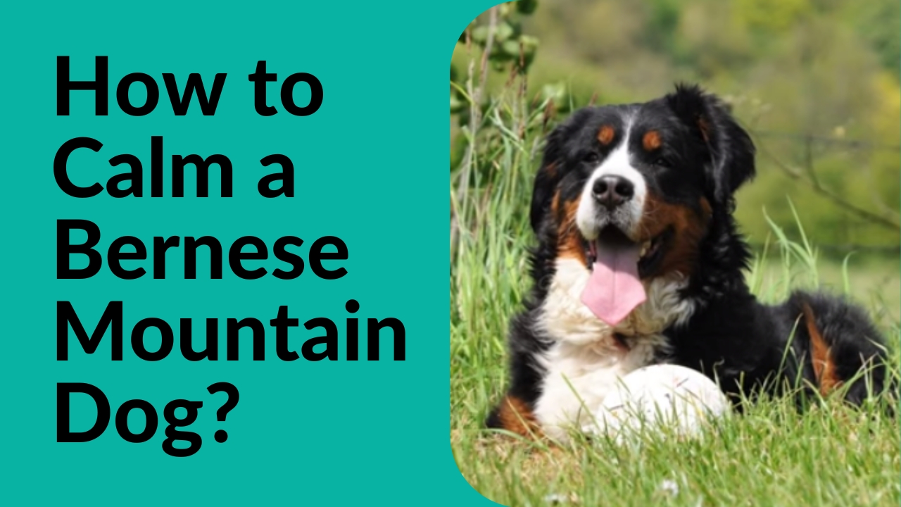 How to Calm a Bernese Mountain Dog