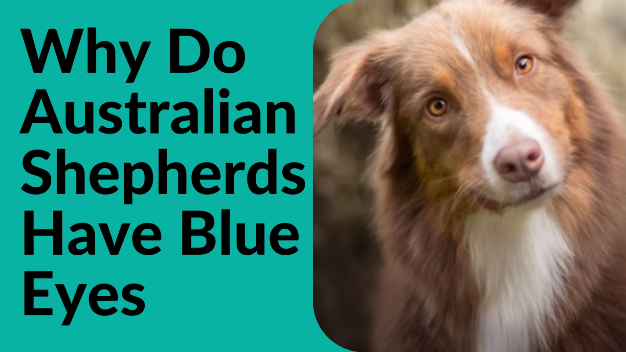 Why Do Australian Shepherds Have Blue