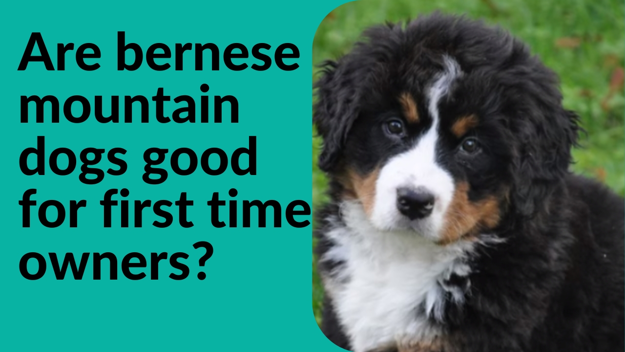 are bernese mountain dogs good for first time owners