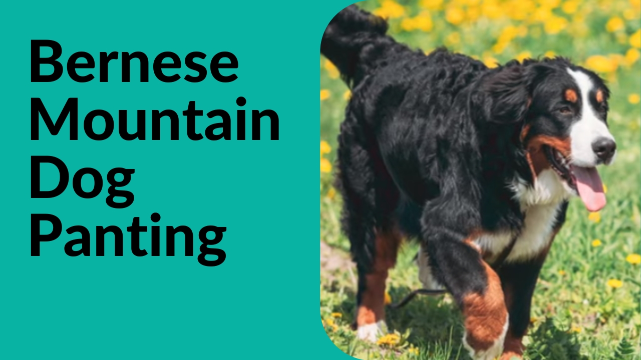 bernese mountain dog panting