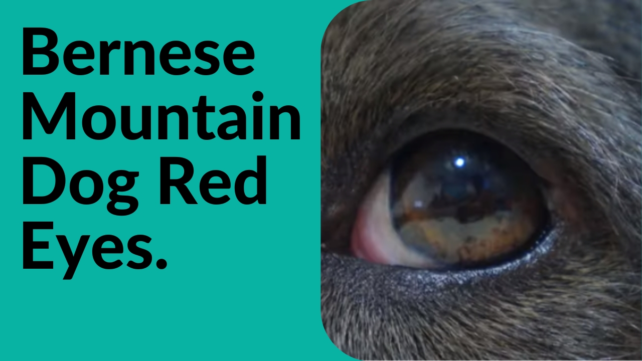 bernese mountain dog red eyes