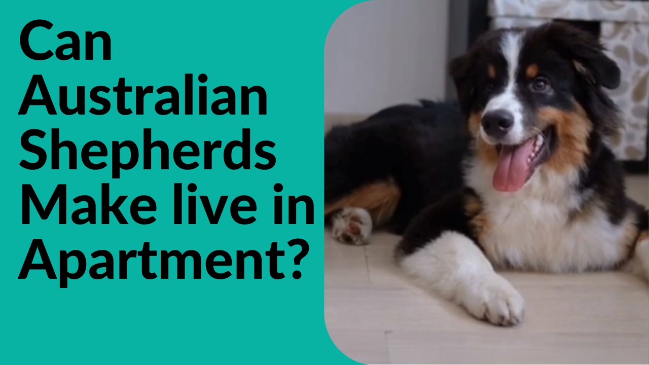 can Australian Shepherds Make live in Apartment