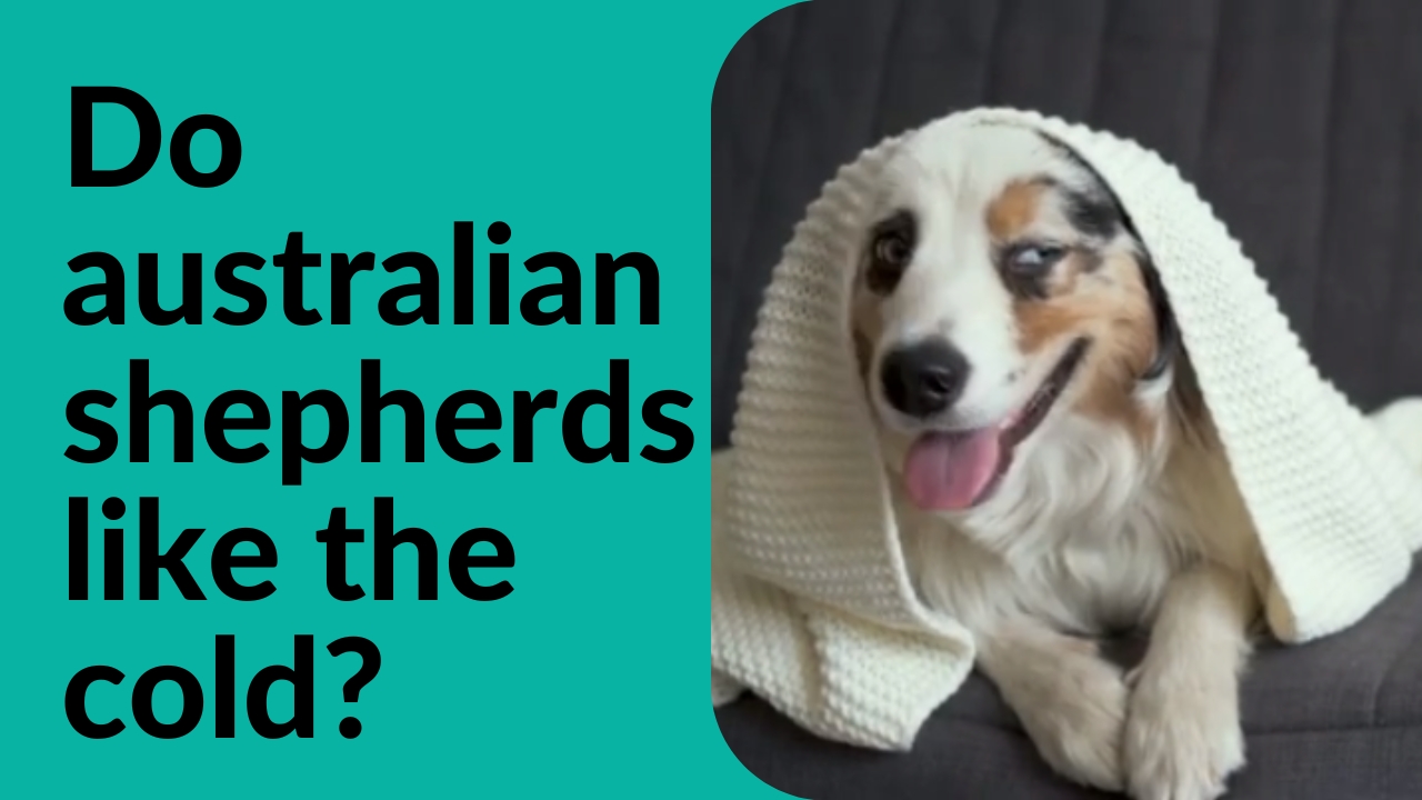 do australian shepherds like the cold