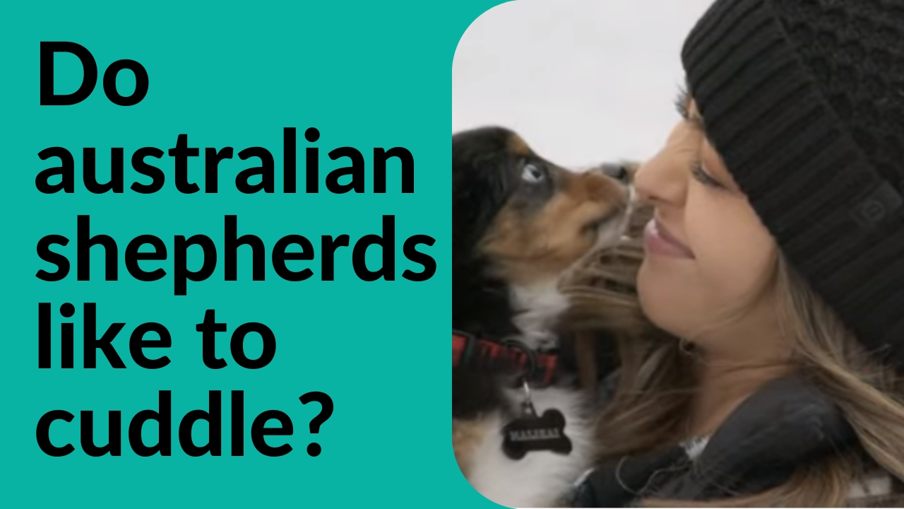 do australian shepherds like to cuddle