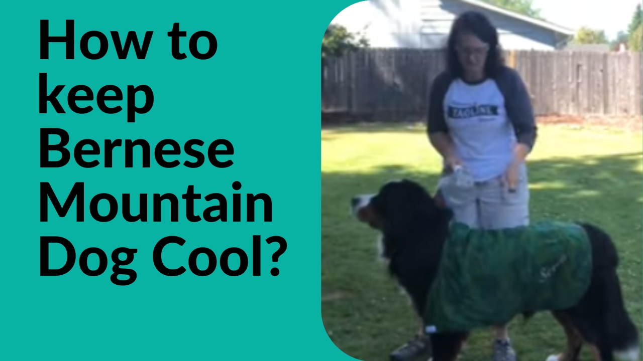 how to keep Bernese Mountain Dog Cool