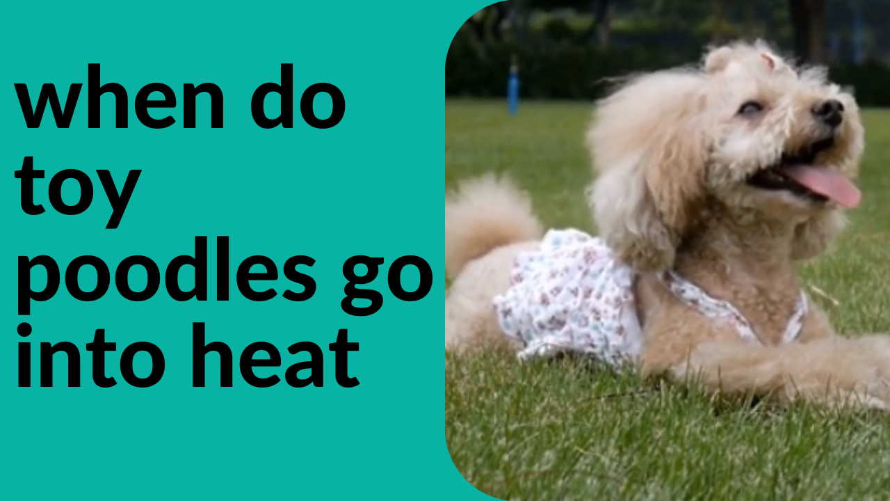 when do toy poodles go into heat