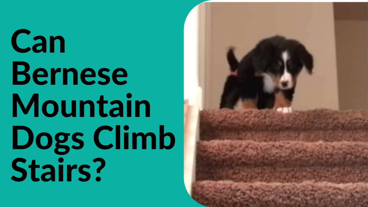 Can Bernese Mountain Dogs Climb Stairs