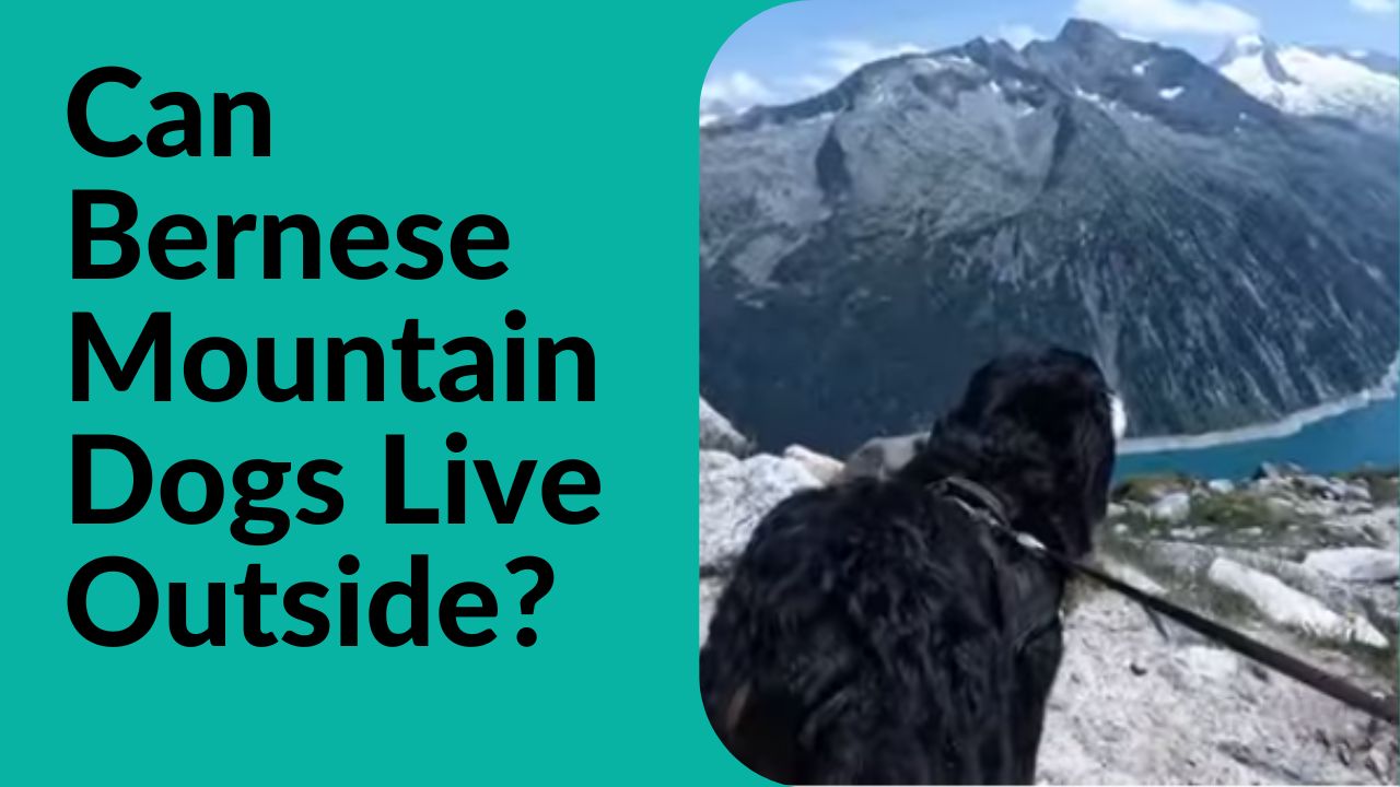 Can Bernese Mountain Dogs Live Outside