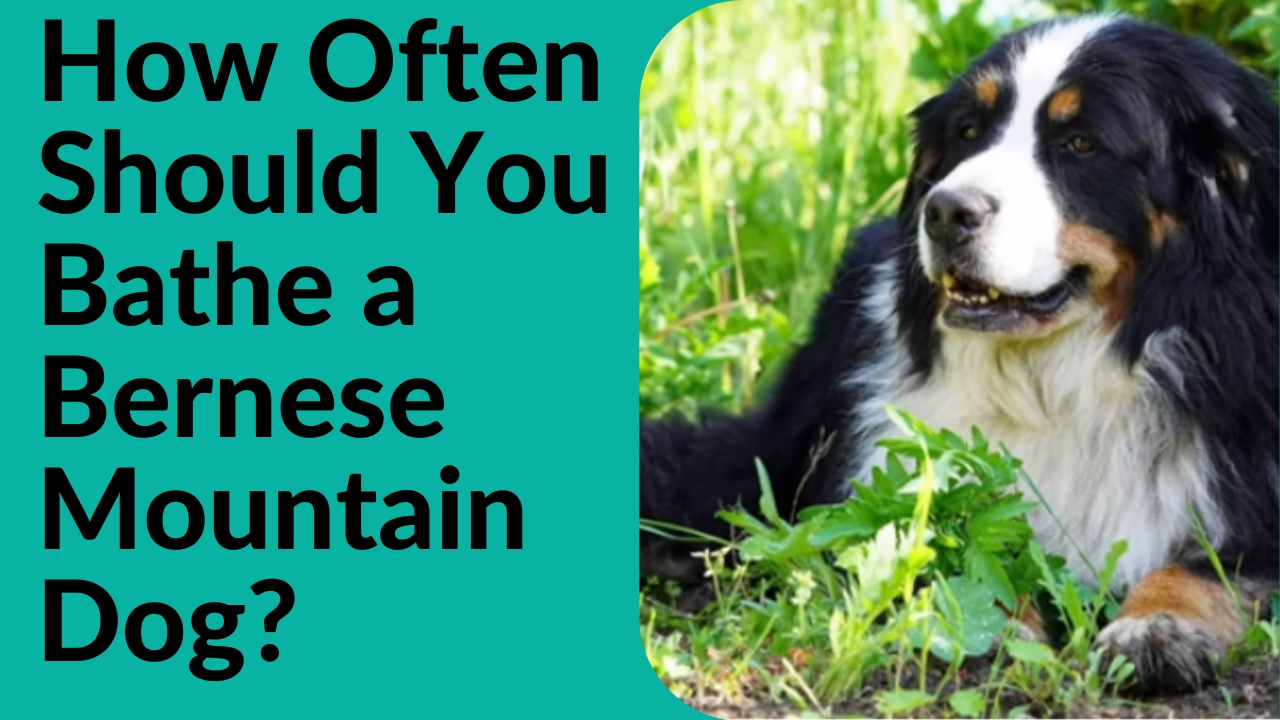 How Often Should You Bathe a Bernese Mountain Dog