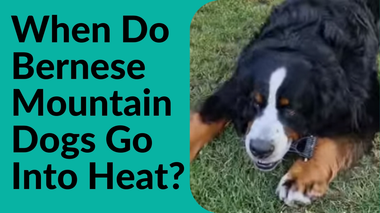When Do Bernese Mountain Dogs Go Into Heat