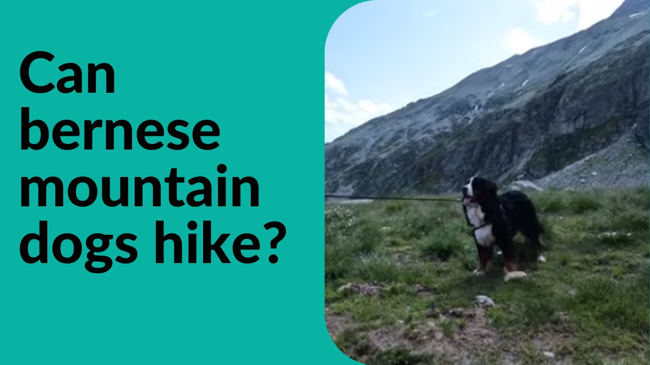 can bernese mountain dogs hike