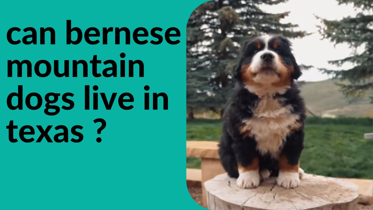 can bernese mountain dogs live in texas