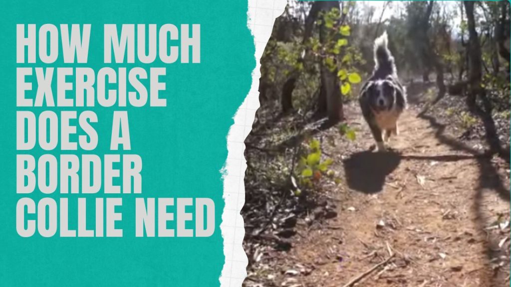 how much exercise does a border collie need
