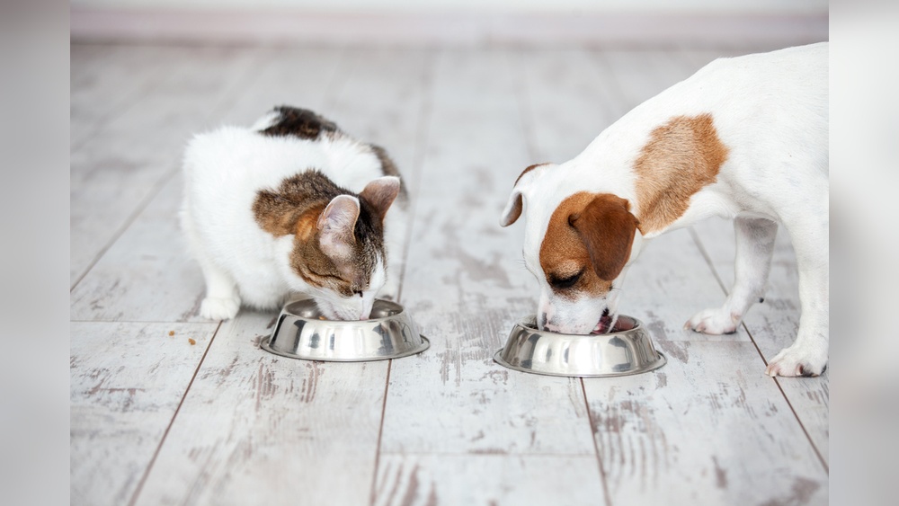 Can a Dog Die from Eating Cat Food? Shocking Truth Revealed!