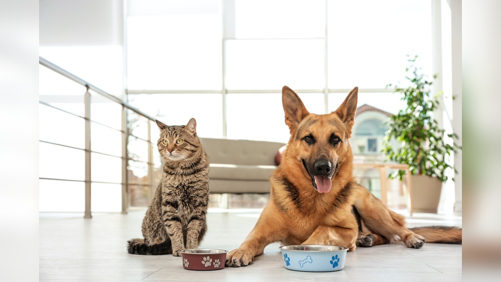 Can Dogs Eat Cat Food for One Day: Risks and Safe Tips Explained