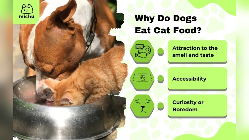 Can I Feed My Dog Cat Food? Shocking Facts Every Owner Must Know
